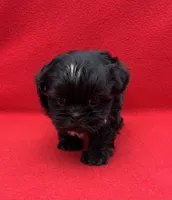 Beauty, a female Shih Tzu for sale in Snellville, GA – 4 of 5