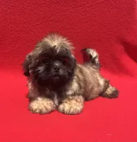 Lil Lion🦁, a male Shih Tzu for sale in Snellville, GA – 3 of 6