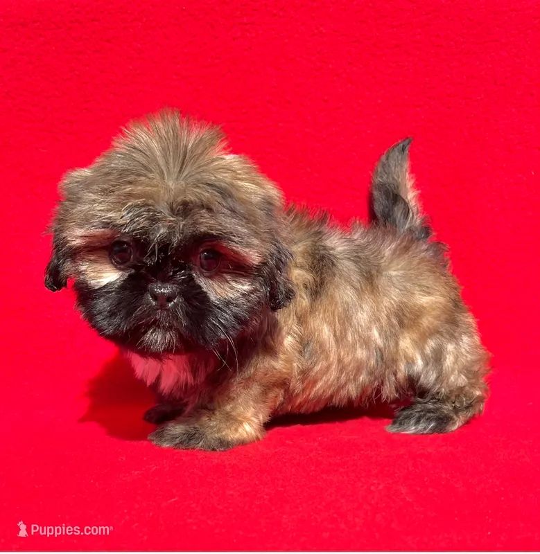 Lil Lion🦁 – Shih Tzu puppy for sale in Snellville, GA