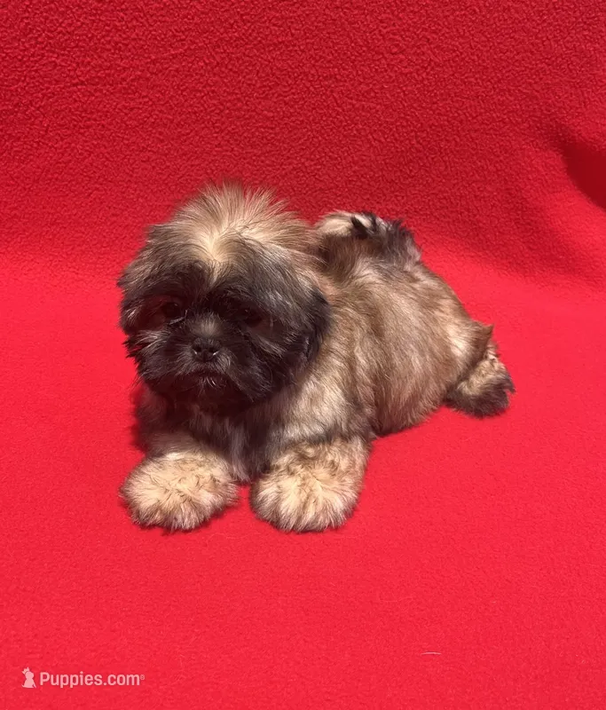 Lil Lion🦁 – Shih Tzu puppy for sale in Snellville, GA
