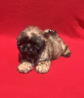 Lil Lion🦁, a male Shih Tzu for sale in Snellville, GA – 1 of 6