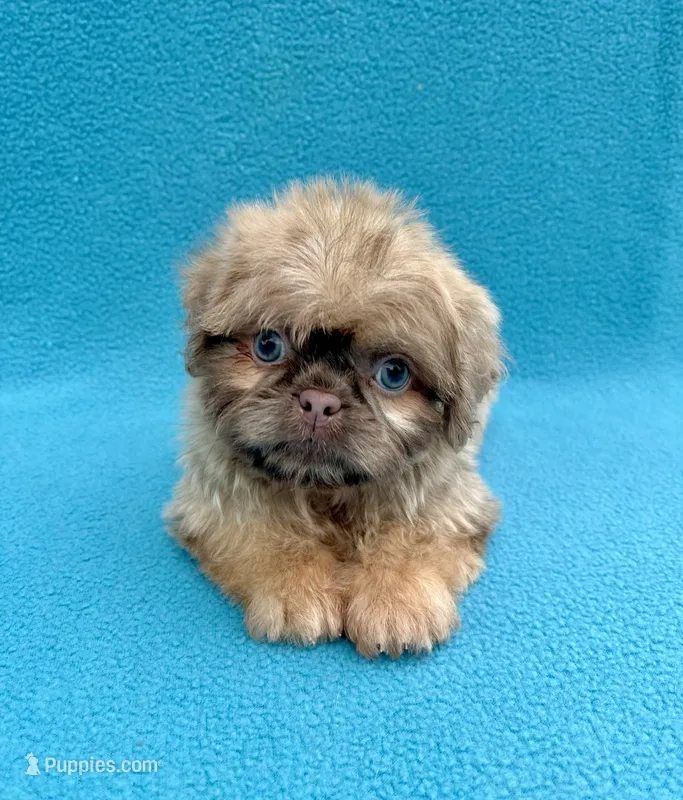 Hazelnut – Shih Tzu puppy for sale in Snellville, GA