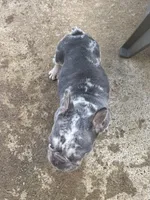 Crystal, a female French Bulldog for sale in Snellville, GA – Photo 4 of 4