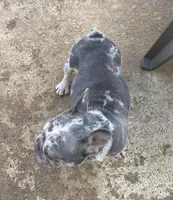 Crystal, a female French Bulldog for sale in Snellville, GA – Photo 3 of 4