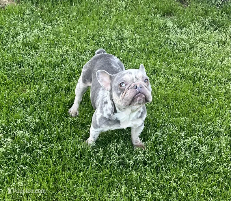 Crystal – French Bulldog puppy for sale in Snellville, GA