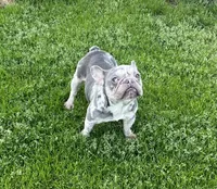 Crystal, a female French Bulldog for sale in Snellville, GA – Photo 1 of 4