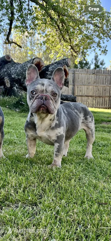 Crystal – French Bulldog puppy for sale in Snellville, GA