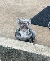 Crystal, a female French Bulldog for sale in Snellville, GA – Photo 2 of 4