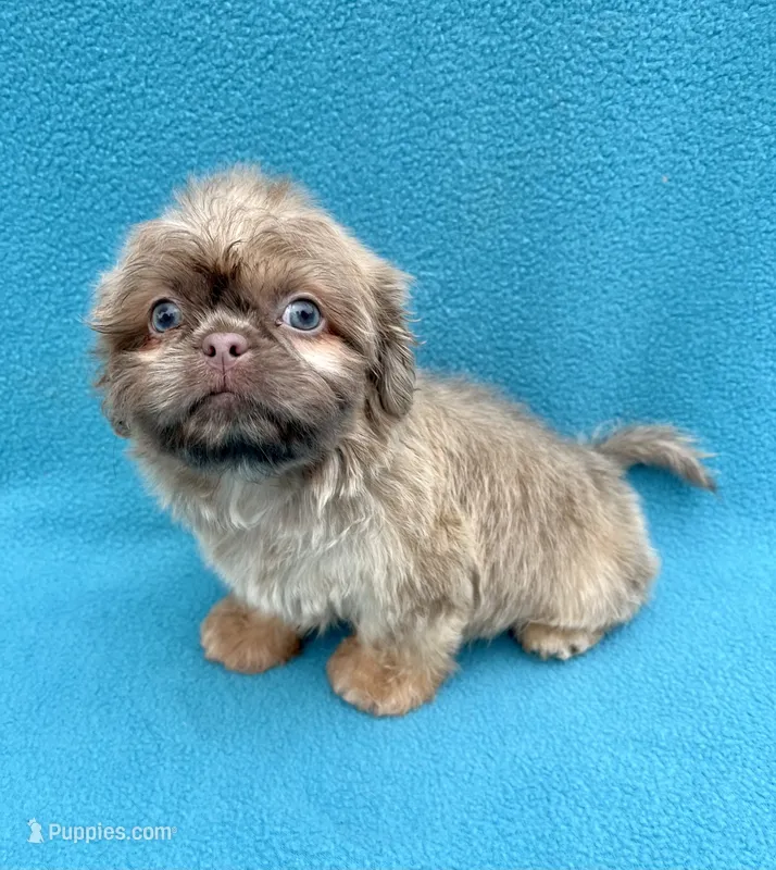 Hazelnut – Shih Tzu puppy for sale in Snellville, GA