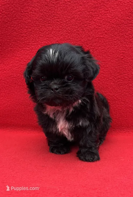 Beauty – Shih Tzu puppy for sale in Snellville, GA