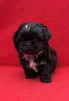 Beauty, a female Shih Tzu for sale in Snellville, GA – 2 of 5