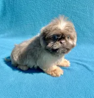 Hazelnut2day sale!, a female Shih Tzu for sale in Snellville, GA – 5 of 5