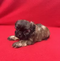 Black Mask, a male Shih Tzu for sale in Snellville, GA – 4 of 5