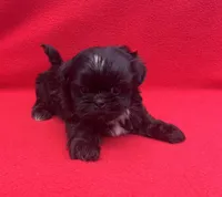 Beauty, a female Shih Tzu for sale in Snellville, GA – 5 of 5