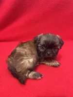 Black Mask, a male Shih Tzu for sale in Snellville, GA – 5 of 5