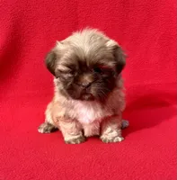 Tina  bear, a female Shih Tzu for sale in Snellville, GA – 2 of 4