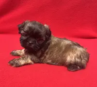 Black Mask, a male Shih Tzu for sale in Snellville, GA – 3 of 5