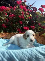 Goldendoodle - Pink, a male Goldendoodle for sale in Lawrence, KS – 3 of 6