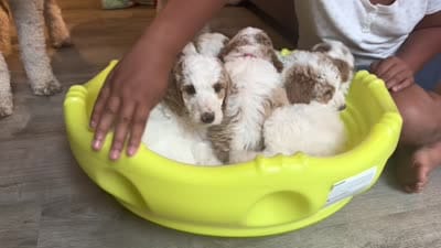 Goldendoodle - Blue - Male, a male Goldendoodle for sale in Lawrence, KS – 3 of 6
