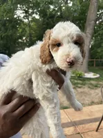 Goldendoodle - Black - Female, a female Goldendoodle for sale in Lawrence, KS – 5 of 8
