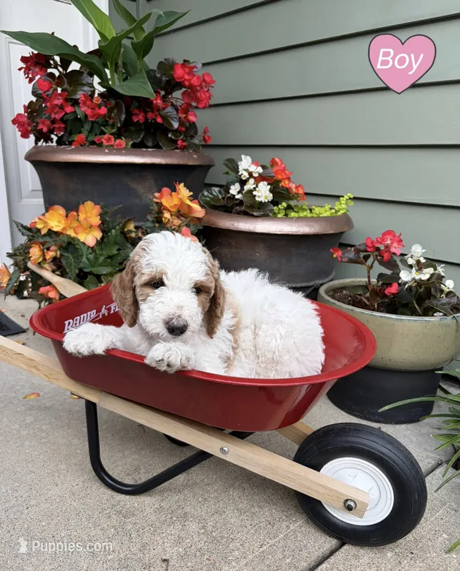 Goldendoodle - Pink – Goldendoodle puppy for sale in Lawrence, KS
