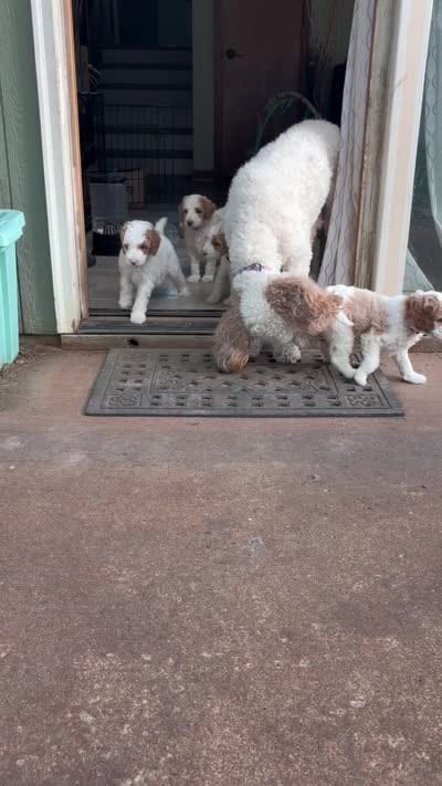 Goldendoodle - Black - Female, a female Goldendoodle for sale in Lawrence, KS – 8 of 8