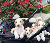 Goldendoodle - Blue - Male, a male Goldendoodle for sale in Lawrence, KS – 5 of 6