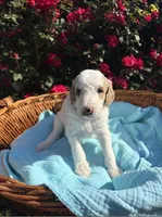 Goldendoodle - Blue - Male, a male Goldendoodle for sale in Lawrence, KS – 2 of 6