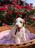 Goldendoodle - Black - Female, a female Goldendoodle for sale in Lawrence, KS – 4 of 8