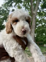 Goldendoodle - Black - Female, a female Goldendoodle for sale in Lawrence, KS – 3 of 8