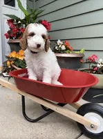 Goldendoodle - Black - Female, a female Goldendoodle for sale in Lawrence, KS – 1 of 8