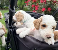 Goldendoodle - Pink, a male Goldendoodle for sale in Lawrence, KS – 2 of 6