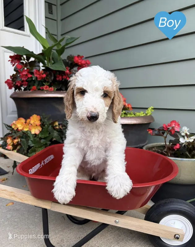 Goldendoodle - Blue - Male – Goldendoodle puppy for sale in Lawrence, KS
