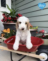 Goldendoodle - Blue - Male, a male Goldendoodle for sale in Lawrence, KS – 1 of 6