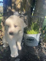 Cotton (blue male), a male Great Pyrenees for sale in Bloomfield, IA – 2 of 4