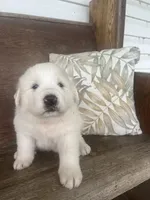 Male blue collar, a male Great Pyrenees for sale in Bloomfield, IA – Photo 3 of 7