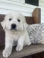 Male blue collar, a male Great Pyrenees for sale in Bloomfield, IA – Photo 1 of 7