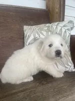 Male blue collar, a male Great Pyrenees for sale in Bloomfield, IA – Photo 4 of 7