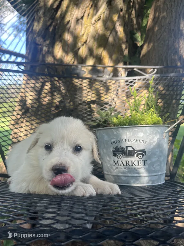 Sugar (Red collar) – Great Pyrenees puppy for sale in Bloomfield, IA