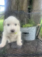 Vanilla (Neon collar), a female Great Pyrenees for sale in Bloomfield, IA – 3 of 4