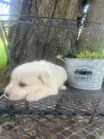 Sugar (Red collar), a female Great Pyrenees for sale in Bloomfield, IA – 3 of 4