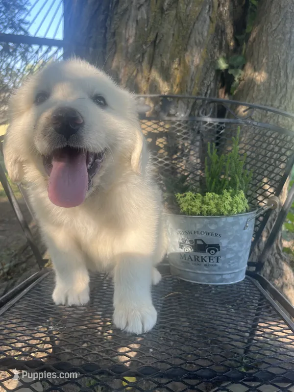 marshmallow (Green collar) – Great Pyrenees puppy for sale in Bloomfield, IA