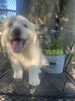 marshmallow (Green collar), a male Great Pyrenees for sale in Bloomfield, IA – 1 of 6