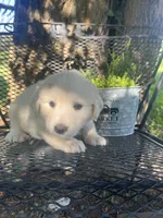 Bolt (Brown male), a male Great Pyrenees for sale in Bloomfield, IA – 2 of 4