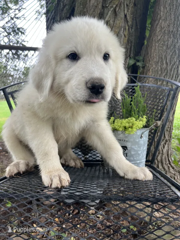 Puff (black collar) – Great Pyrenees puppy for sale in Bloomfield, IA