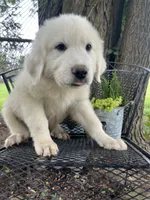 Puff (black collar), a male Great Pyrenees for sale in Bloomfield, IA – 1 of 6
