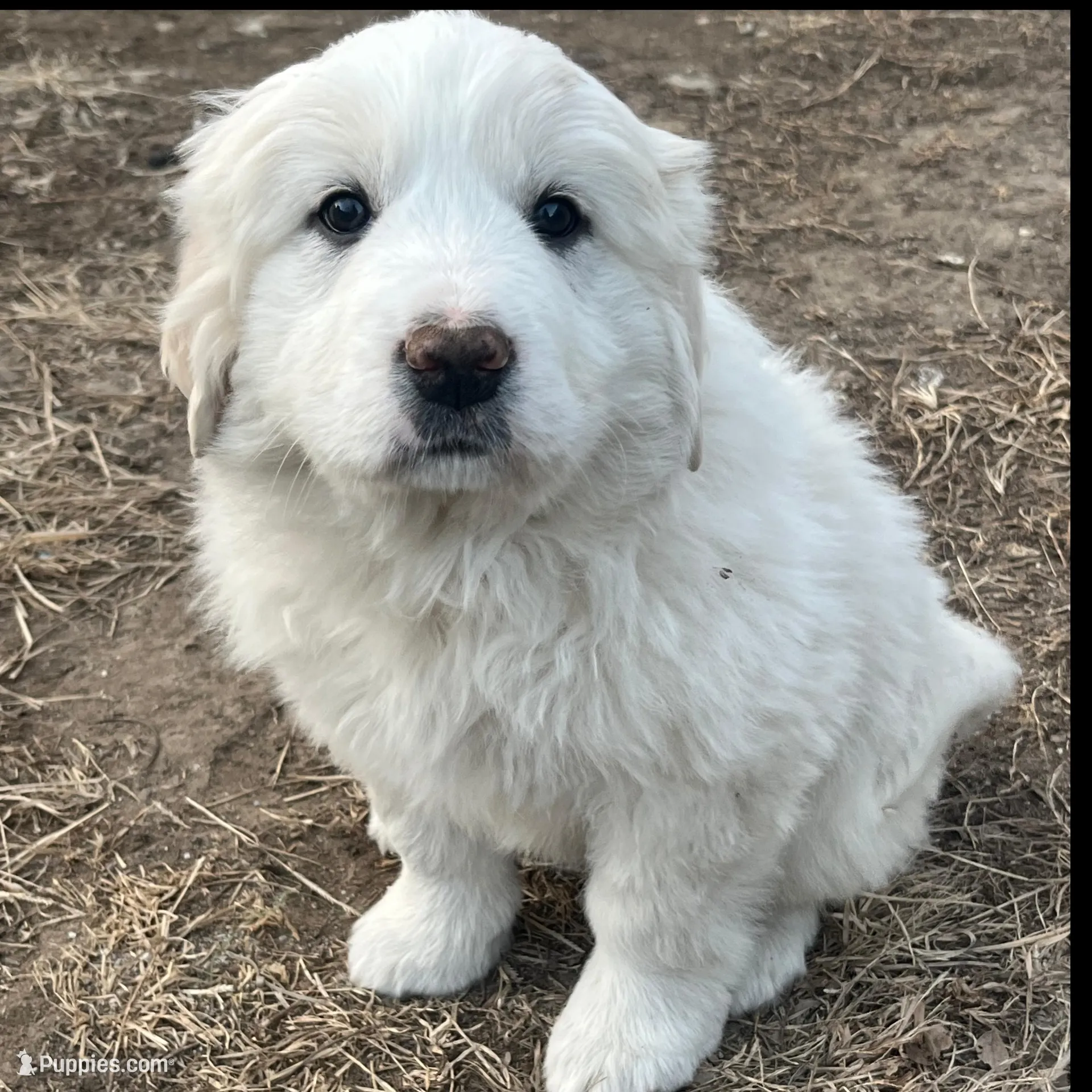 Vanilla (blue collar)