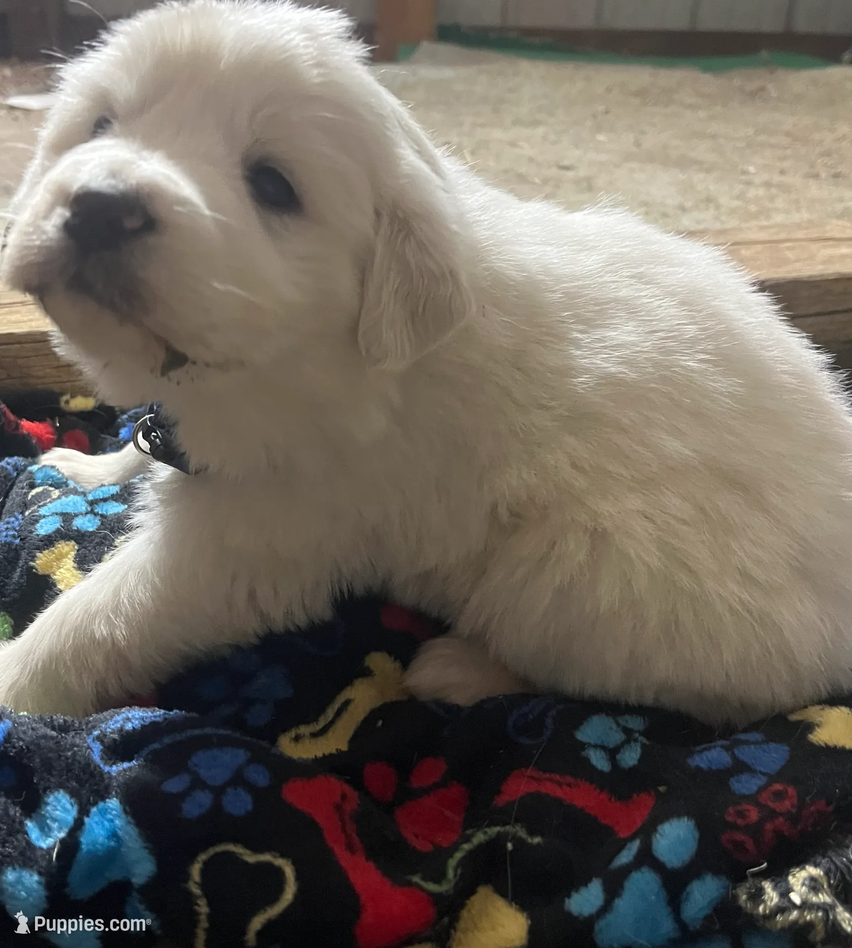 processed/1ef10aef-3037-4774-bc28-5b9e7ad7e6cb/listing/21ced8ab-465c-4374-aaab-9b18efc3ca92/b2ec6a63-3eb4-4786-8cb1-da533708dfad