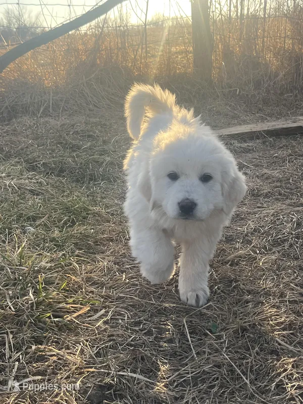 Vanilla (blue collar)