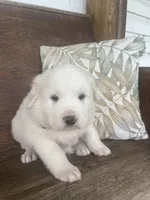 Male plaid, a male Great Pyrenees for sale in Bloomfield, IA – Photo 3 of 8